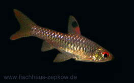 Barbus callipterus